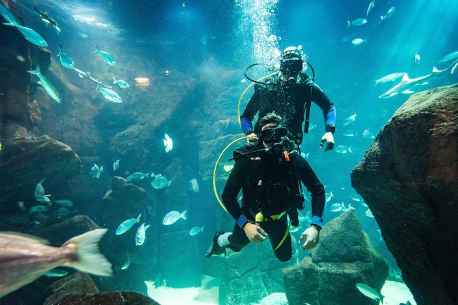 Diving in the Madeira Aquarium - The instructors are the real strength