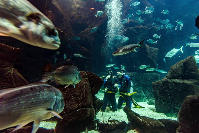 Diving in the Madeira Aquarium - The aquarium introduction and technical area