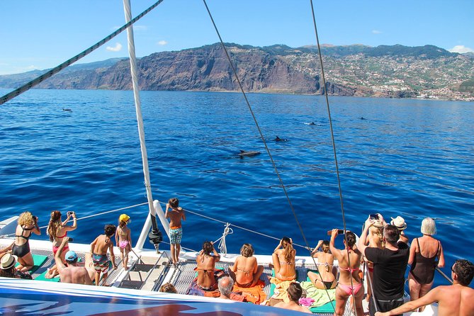 Dolphin and Whale Watching Catamaran Cruise from Funchal - The wildlife search: exciting when it works, quiet when it does not