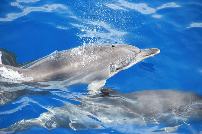 Dolphin and Whale Watching Catamaran Cruise from Funchal - What it is like onboard for three hours