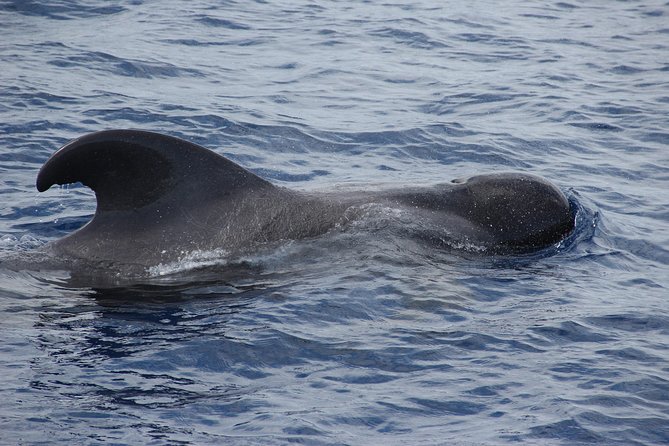 Dolphin and Whale Watching Catamaran Cruise from Funchal - Price, group size, and overall value