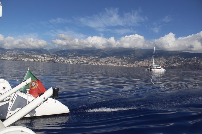 Dolphin and Whale Watching Catamaran Cruise from Funchal - Who should book this cruise