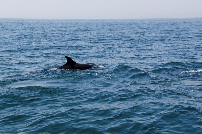 Dolphin and Whale Watching in Lagos - Key points to know before booking