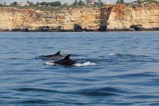 Dolphin and Whale Watching in Lagos - The best and hardest part: wildlife in its own habitat