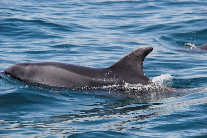 Dolphin and Whale Watching in Lagos - Booking, weather, and cancellation details