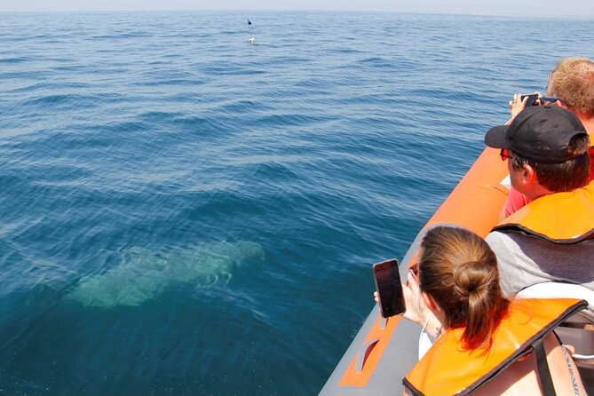 Dolphin and Whale Watching in Lagos - Searching for dolphins near Lagos