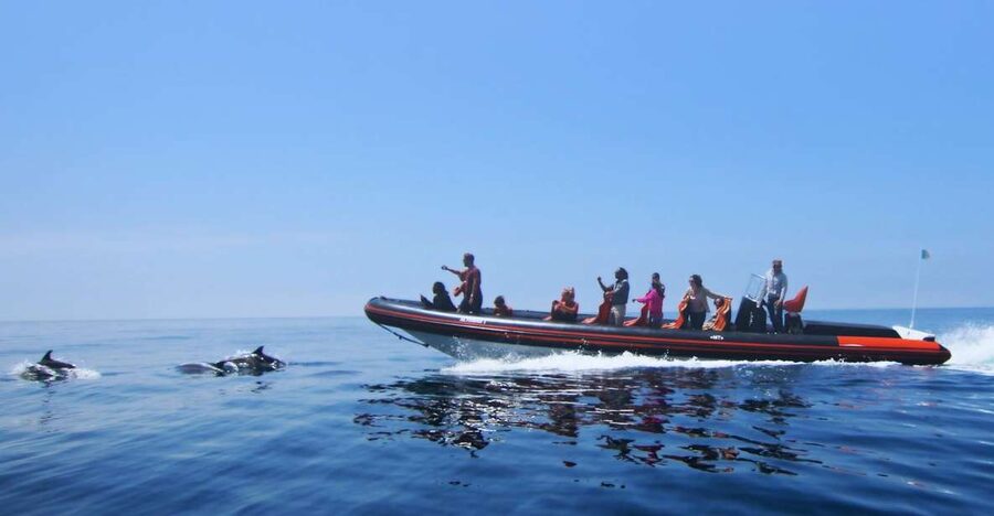 Dolphin Safari and Cave Tour in Vilamoura - Key details before you book