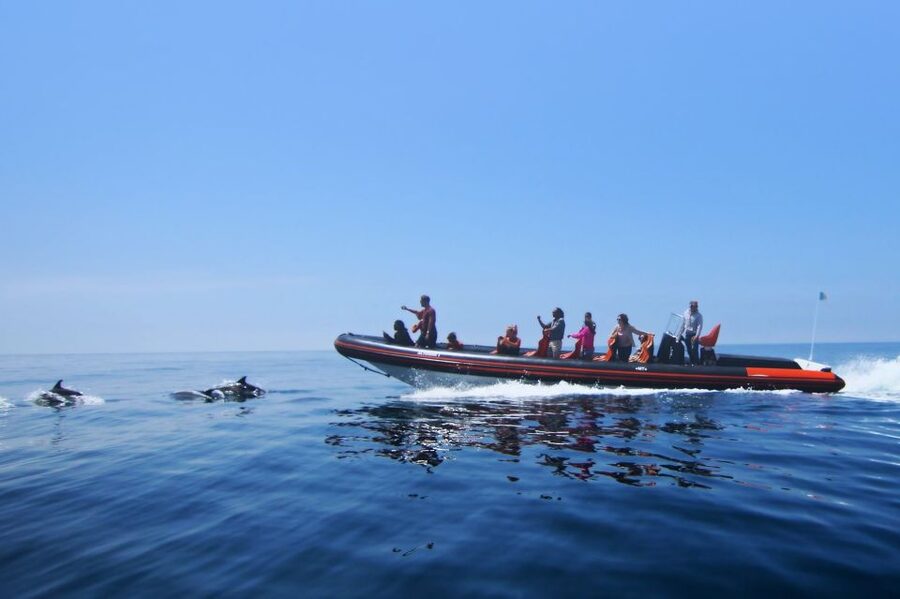 Dolphin Safari and Cave Tour in Vilamoura - Leaving Vilamoura Marina for open water