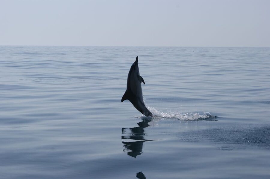 Dolphin Safari and Cave Tour in Vilamoura - The 105-minute coastal cruise