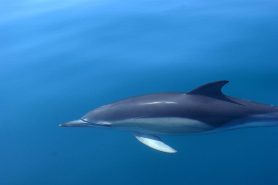 Dolphin Safari and Cave Tour in Vilamoura - Who will enjoy this boat trip most?