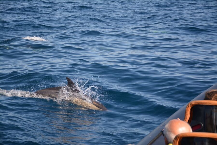 Dolphin Safari and Cave Tour in Vilamoura - What to bring and how to prepare