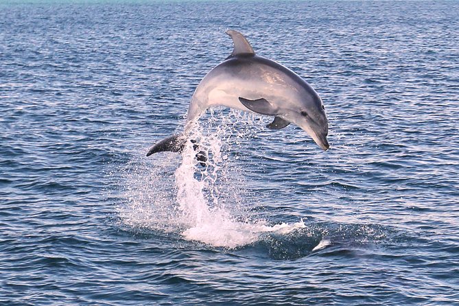 Dolphin Search - Dolphin Quest - Searching for dolphins in their natural home