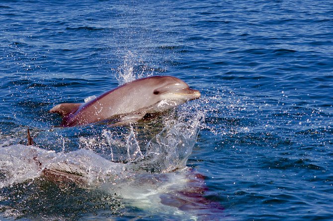 Dolphin Search - Dolphin Quest - The boat, seating, and onboard comfort