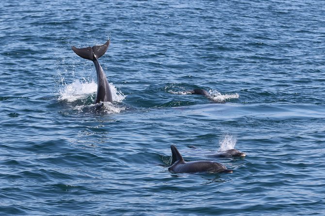 Dolphin Search - Dolphin Quest - Why families tend to enjoy this trip