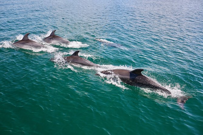 Dolphin Search - Dolphin Quest - Timing, weather, and booking details