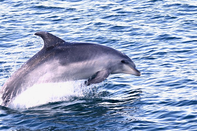 Dolphin Search - Dolphin Quest - What you might see beyond dolphins