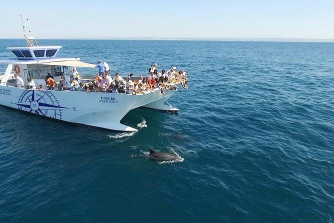 Dolphin Search - Dolphin Quest - What the AIMM-trained crew adds