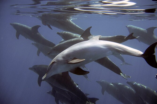 Dolphin Watching + 2 Islands Tour - From Faro - Ilha do Farol, a small island community