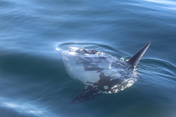 Dolphin Watching + 2 Islands Tour - From Faro - What the four hours feel like