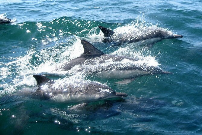 Dolphin Watching + 2 Islands Tour - From Faro - Guides, language, and the human side