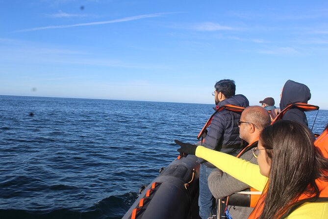 Dolphin Watching + 2 Islands Tour - From Faro - Searching the Atlantic for dolphins