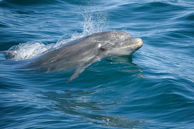 Dolphin Watching and Cave Boat Cruise from Albufeira - The Run Along the Algarve Coast