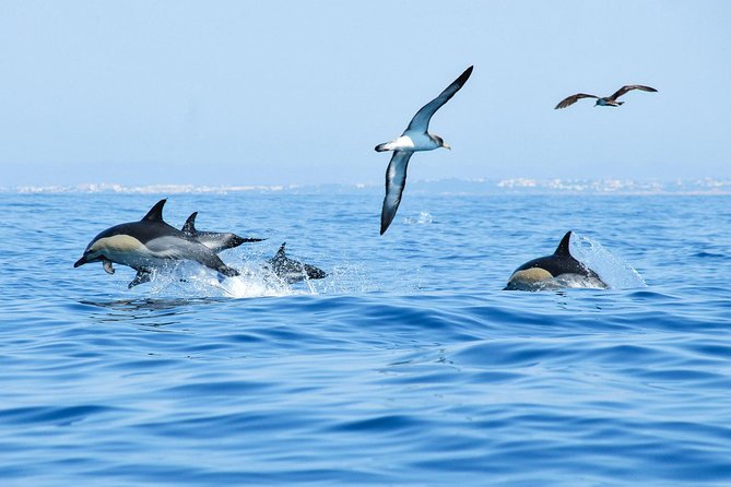 Dolphin Watching and Cave Boat Cruise from Albufeira - Who Will Enjoy This Albufeira Cruise Most