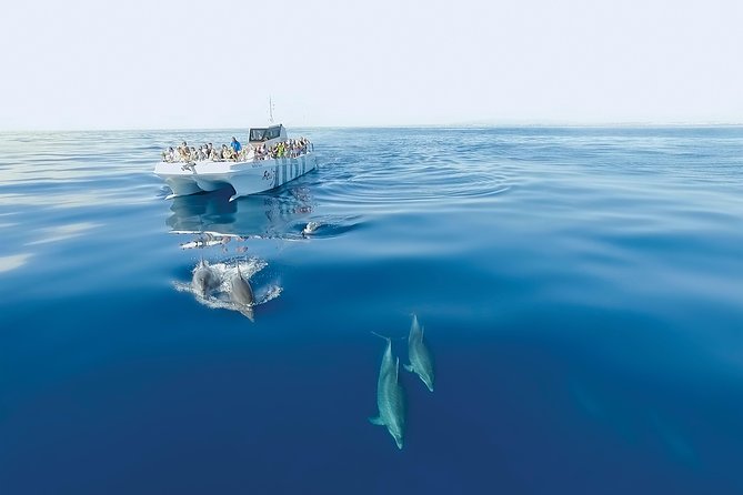 Dolphin Watching and Cave Boat Cruise from Albufeira - Booking and Cancellation Details