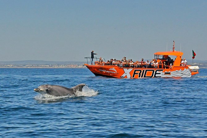 Dolphin Watching and Caves Cruise - From Albufeira Marina to the open sea