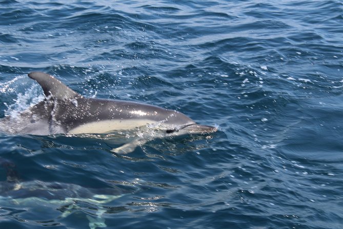 Dolphin Watching from Lagos with Marine Biologists - What this Lagos dolphin trip is really about