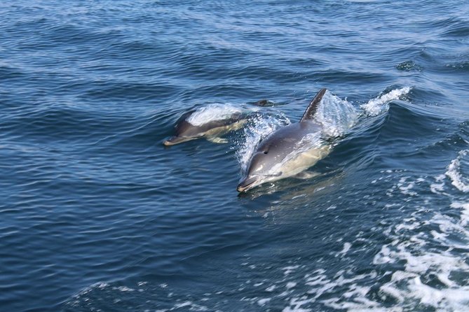 Dolphin Watching from Lagos with Marine Biologists - Starting at Lagos Train Station