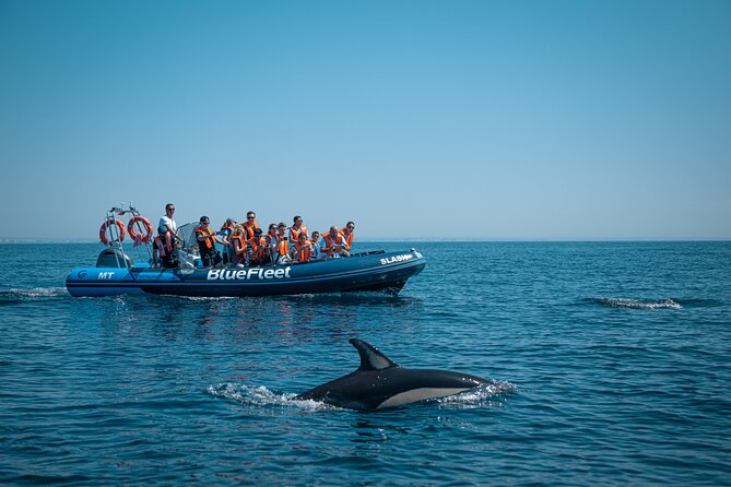 Dolphin Watching from Lagos with Marine Biologists - Marine biologists add useful context