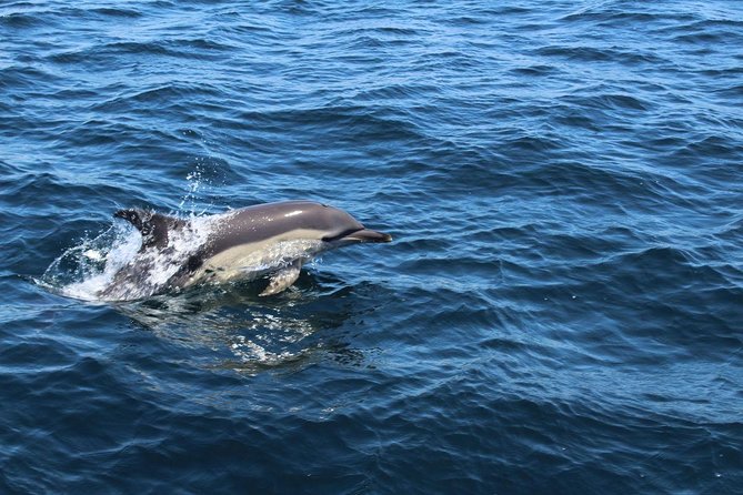 Dolphin Watching from Lagos with Marine Biologists - A possible coastal bonus near Ponta da Piedade