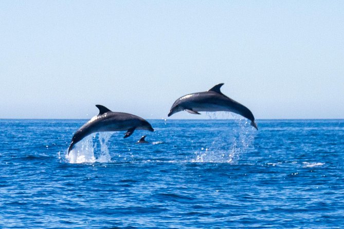 Dolphin Watching from Lagos with Marine Biologists - The RIB ride and what the seating feels like