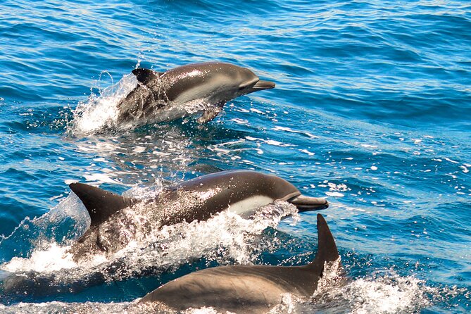 Dolphin-Watching in Marina de Lagos - Key points to know before booking