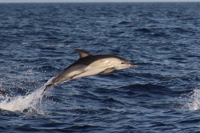 Dolphin-Watching in Marina de Lagos - Leaving Lagos Marina for the open Atlantic
