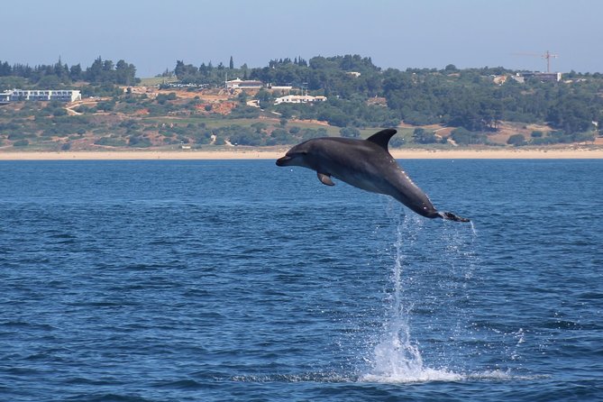 Dolphin-Watching in Marina de Lagos - The view beyond the dolphins