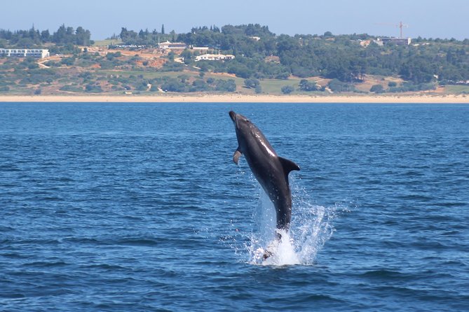 Dolphin-Watching in Marina de Lagos - Is $41.13 a fair price?