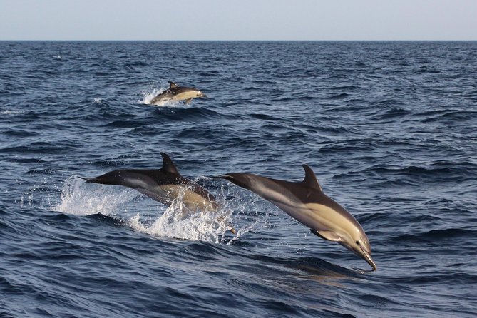 Dolphin-Watching in Marina de Lagos - Who will enjoy this fast boat trip?