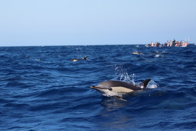 Dolphin-Watching in Marina de Lagos - Safety, weather, and animal respect
