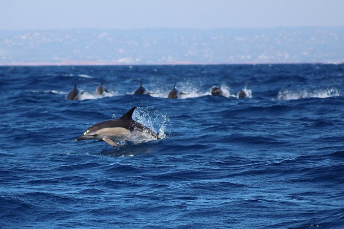 Dolphin-Watching in Marina de Lagos - How this compares with a standard Algarve boat tour