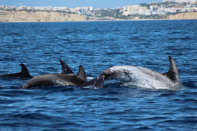 Dolphin-Watching in Marina de Lagos - What the dolphin encounter feels like