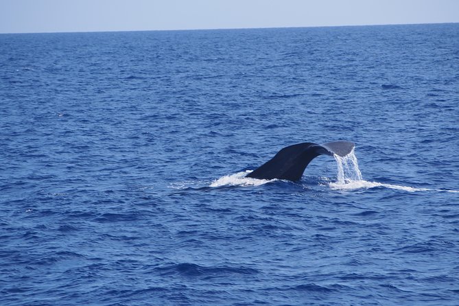 Dolphin - Whale - Turtle - Bird Watching - Leaving Funchal in Search of Dolphins and Whales