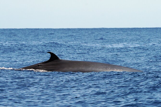 Dolphin - Whale - Turtle - Bird Watching - How the Wildlife Viewing Is Handled