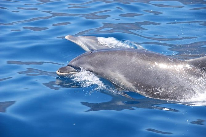 Dolphin - Whale - Turtle - Bird Watching - What You Might See
