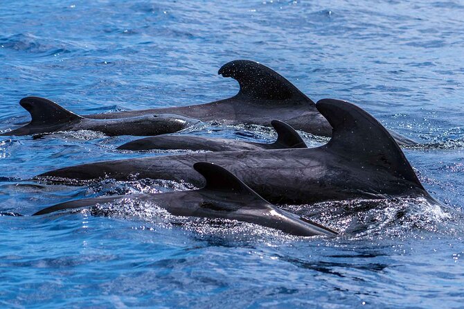 Dolphin - Whale - Turtle - Bird Watching - Price, Value, and the Wildlife Guarantee