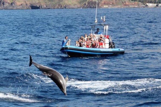 Dolphin - Whale - Turtle - Bird Watching - Weather, Clothing, and Motion Sickness