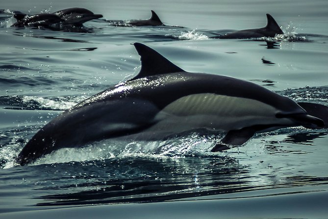 Dolphins & Benagil Caves with Biologist guide - Algar Seco and A Boneca show the coast’s smaller details