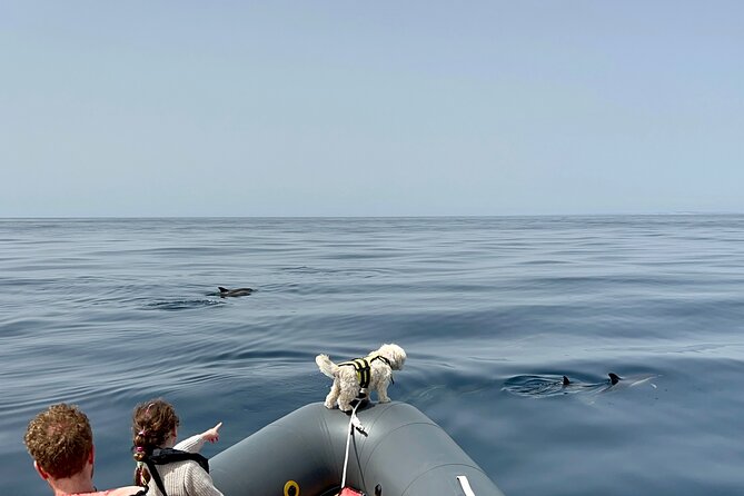 Dolphins & Benagil Caves with Biologist guide - Carvoeiro and Carvalho Beach from the sea