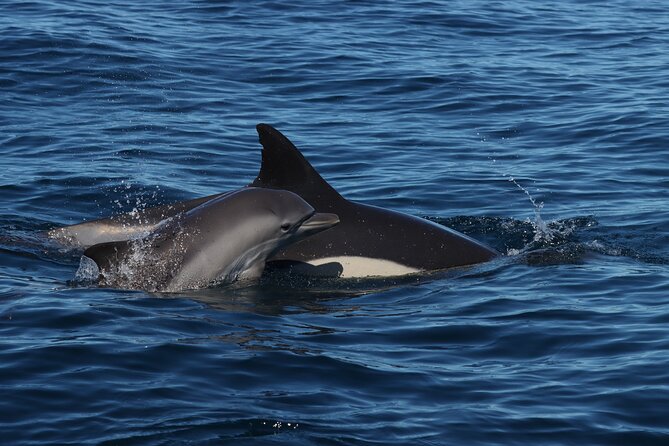Dolphins & Benagil Caves with Biologist guide - The final coastal view near Castelo de Ferragudo
